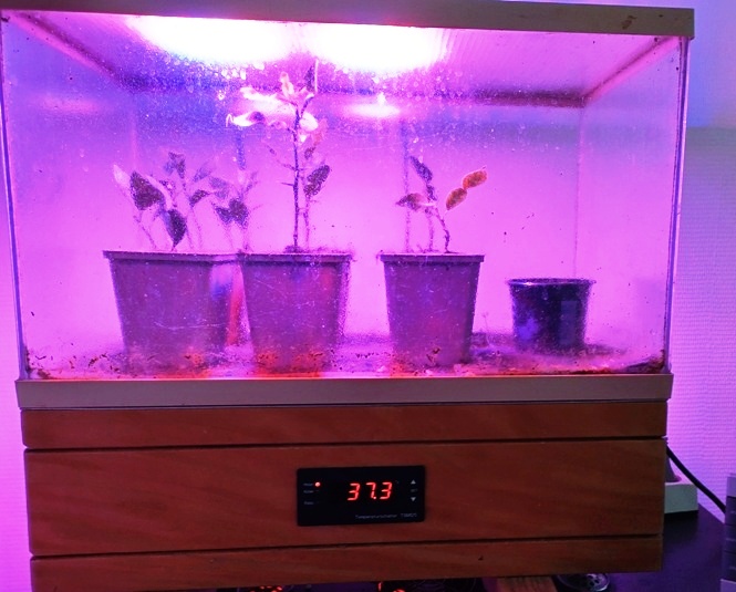 Zaai en stekkas2.jpg