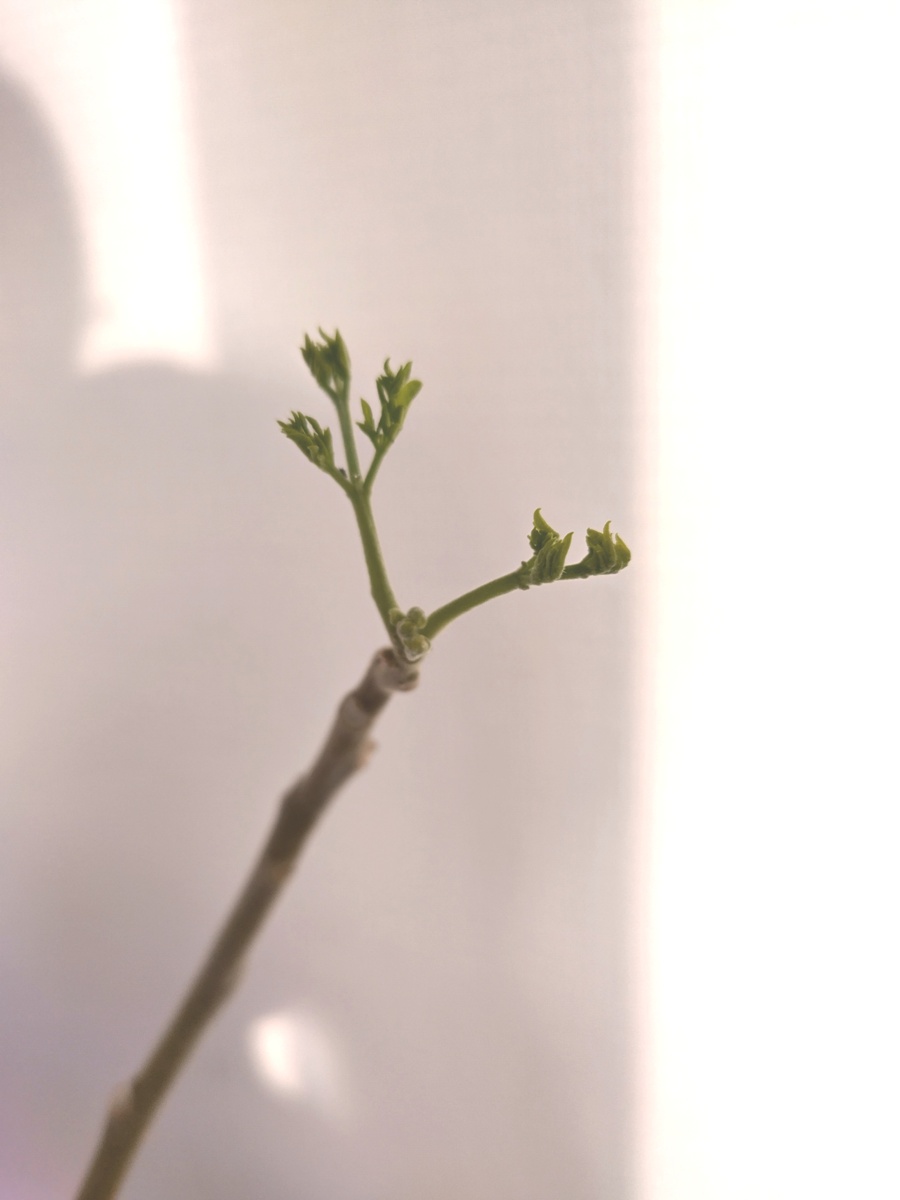 Moringa nieuwe uitloop.jpg