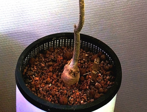 Moringa plant, wortelknol.jpg