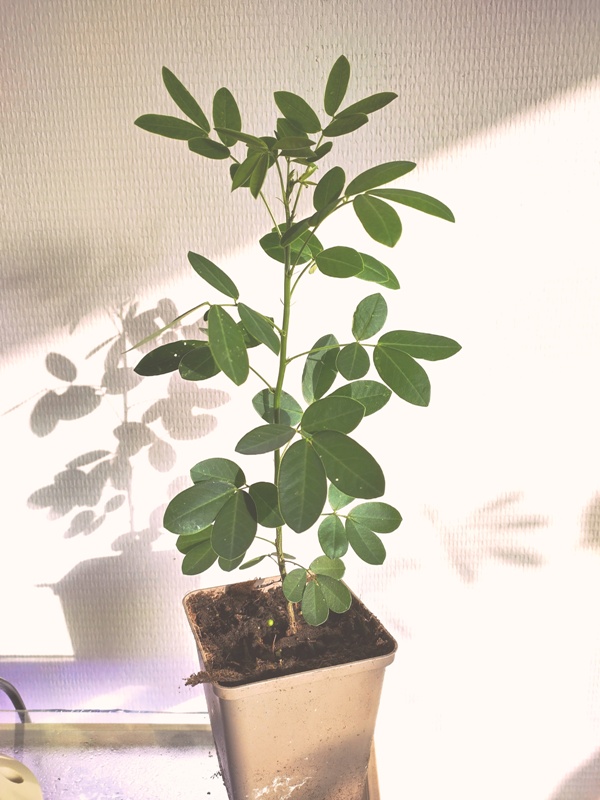 bicapsularis zaailing.jpg