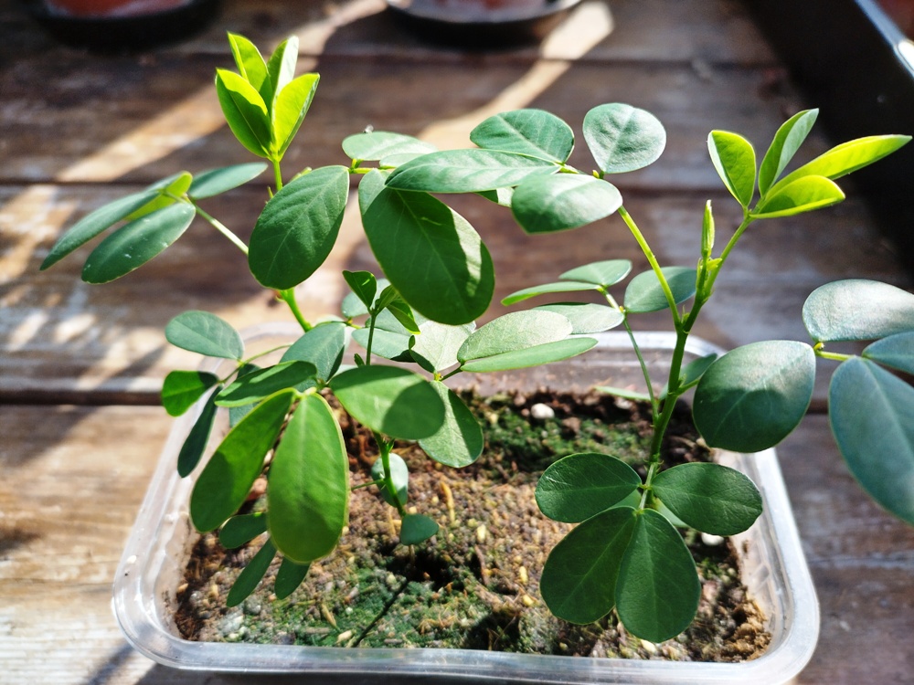Zaailingen Cassia bicapsularis.jpg