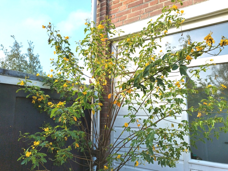 Cassia bicapsularis.jpg