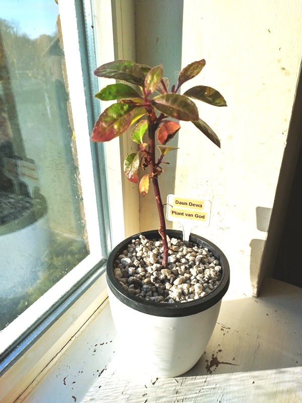 Gynocura procumbens in lavakorrels.jpg