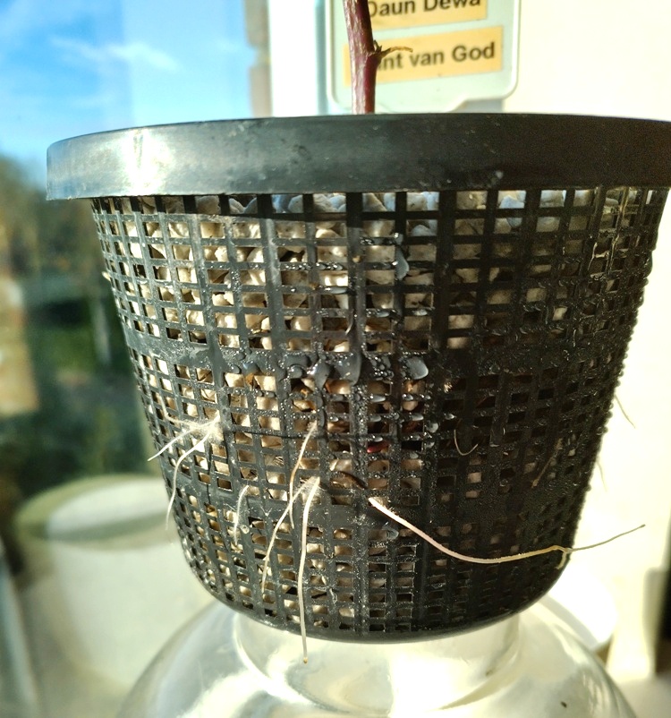 Gynocura procumbens wortels.jpg