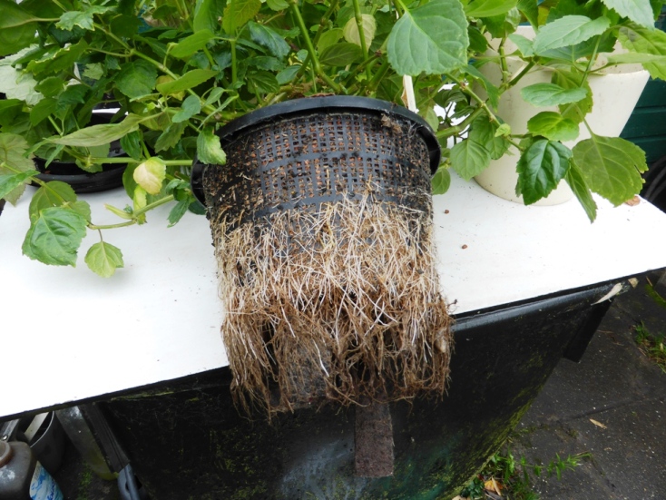 Hydrocultuur-3.JPG