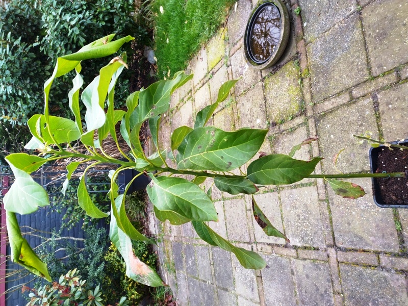 Avocado zaailing.jpg