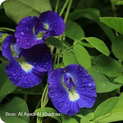 Clitoria ternatea.jpg
