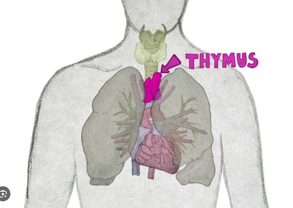 Thymus.jpg