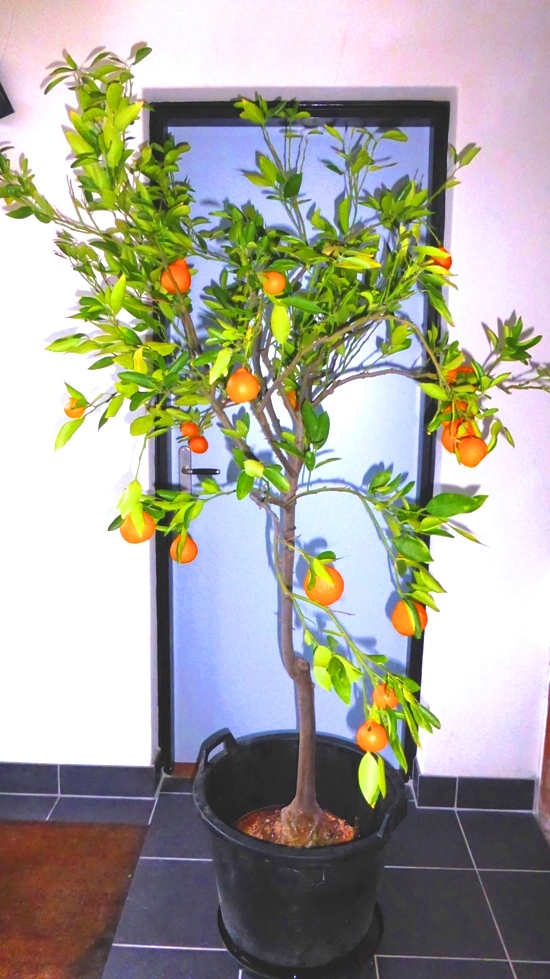 Fruit dragende Ugly.JPG