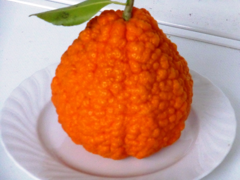 Ugly fruit.JPG