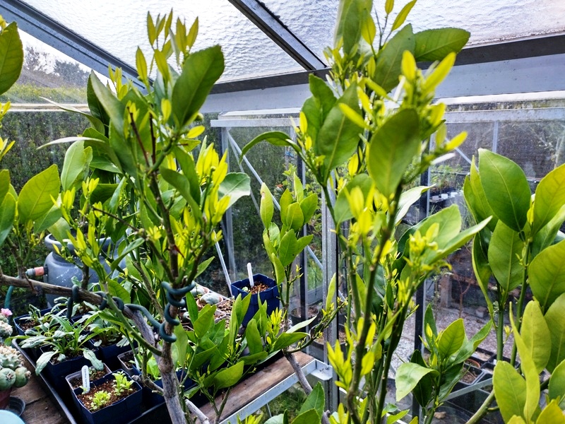 Ugly, jonge groei.jpg