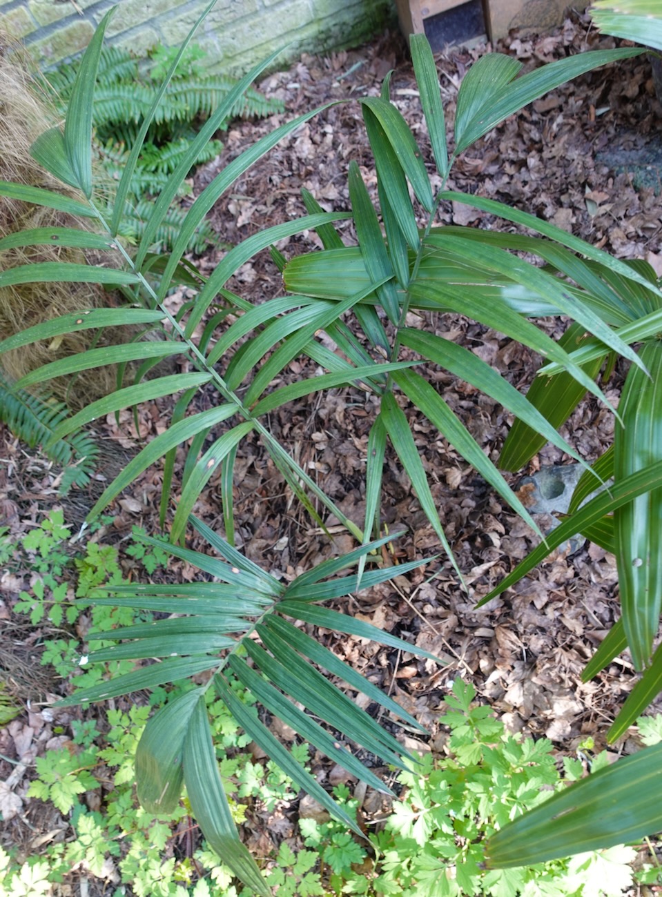 Chamaedorea radicalis (1).jpeg
