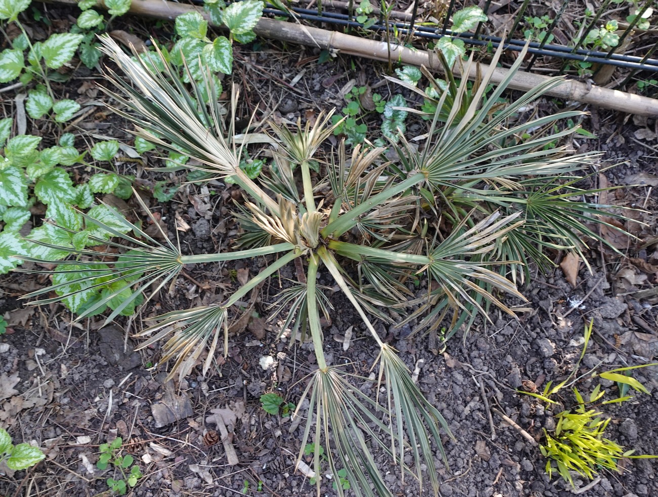 Trithrinax campestris (1).jpeg