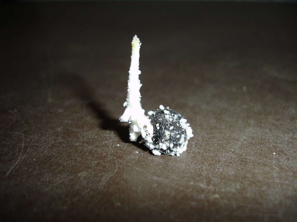 tuin 157_1024x768.jpg