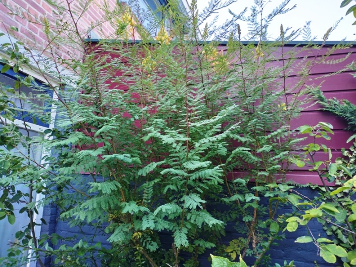 Ceasalpinia gilesii buiten.jpg