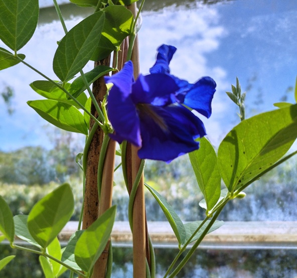 Clitoria ternatea.jpg