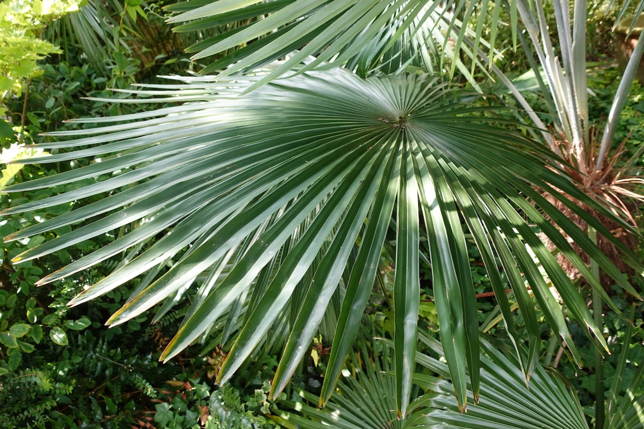 Trachycarpus princeps 'New form'.jpeg