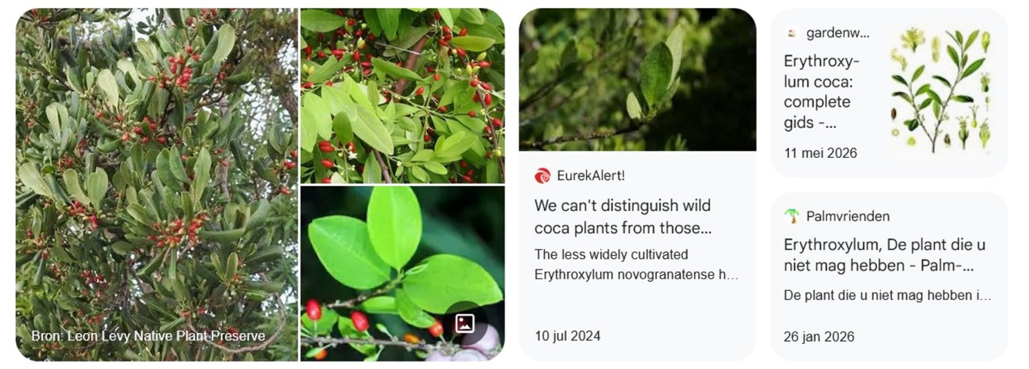 Eryrhroxylum - Google Zoeken.jpg