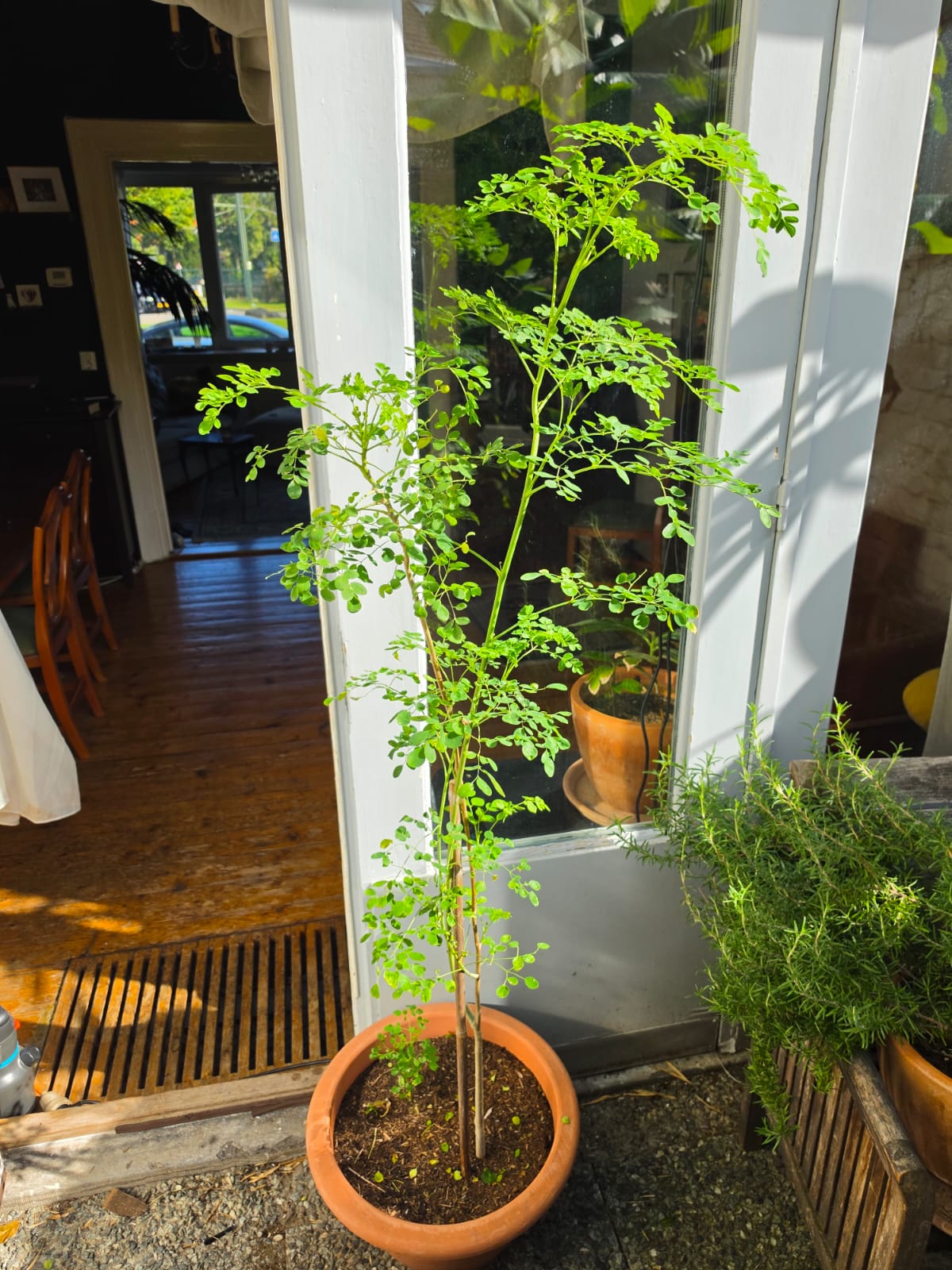 Moringa.jpeg