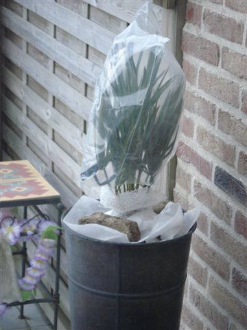 Chamaerops humilis 01 winterbescherming.JPG