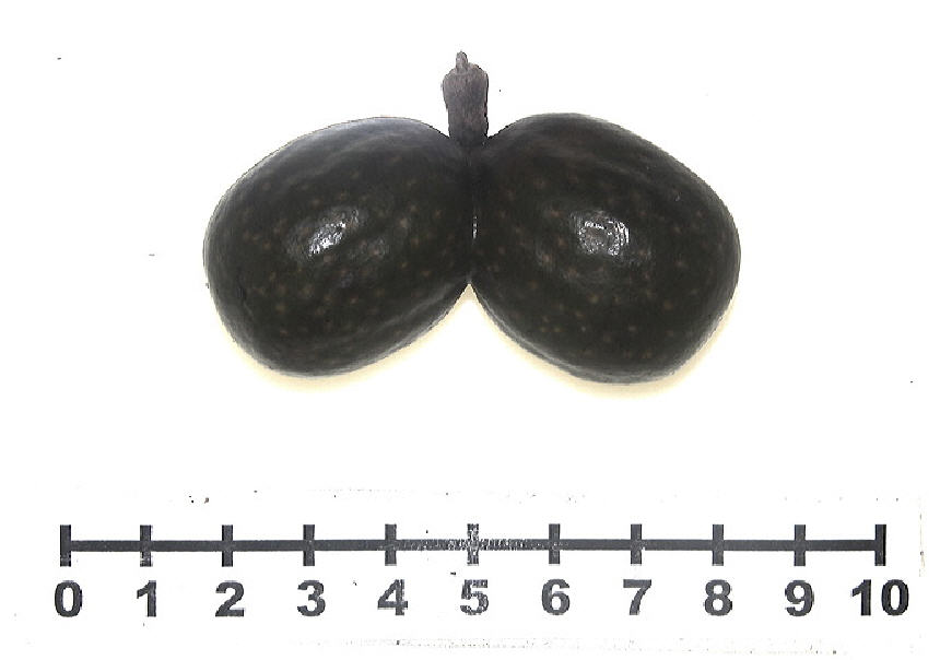 bismarkia GROOT1.jpg