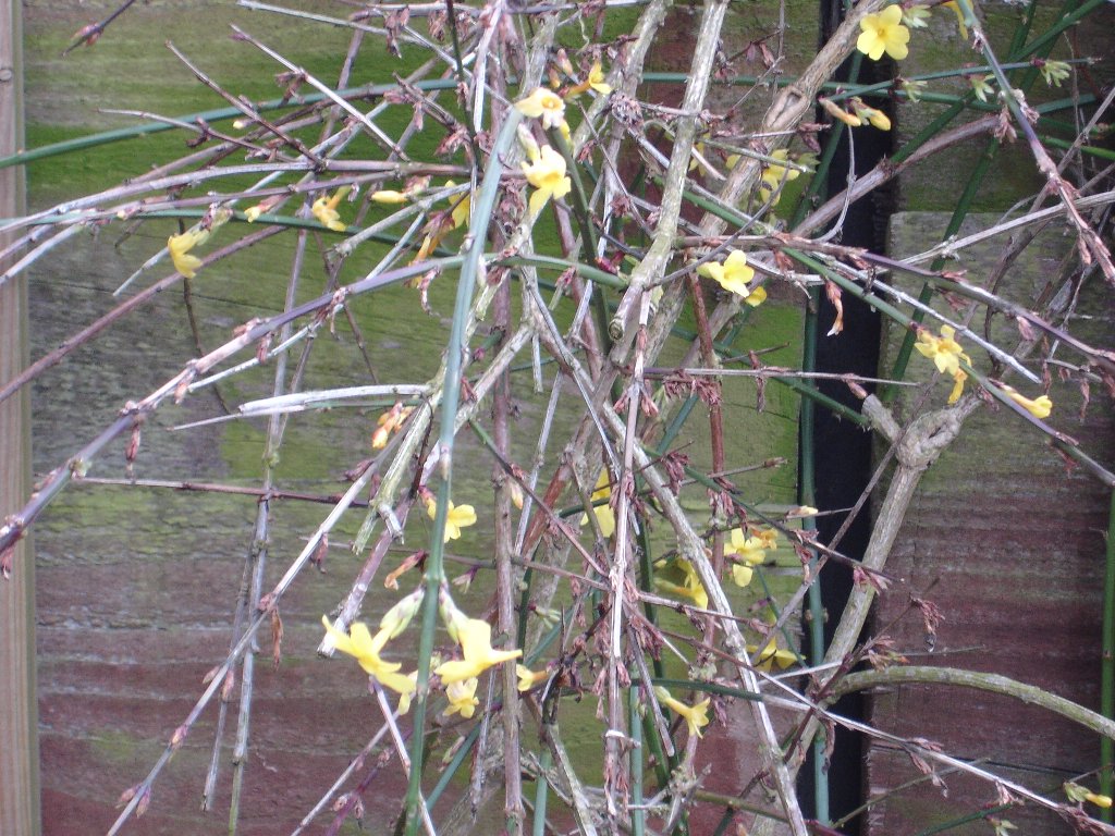 tuin 351_1024x768.jpg