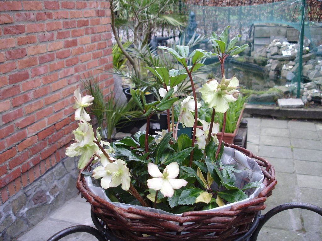 tuin 347_1024x768.jpg