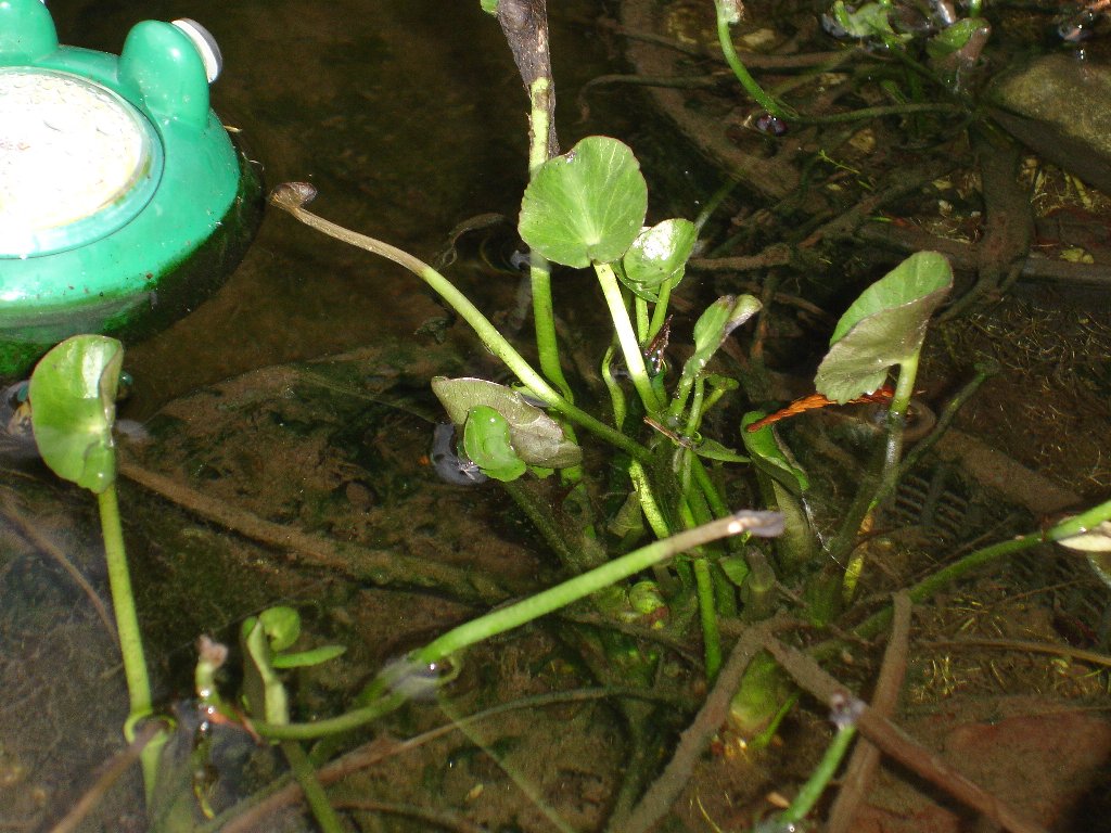 tuin 349_1024x768.jpg