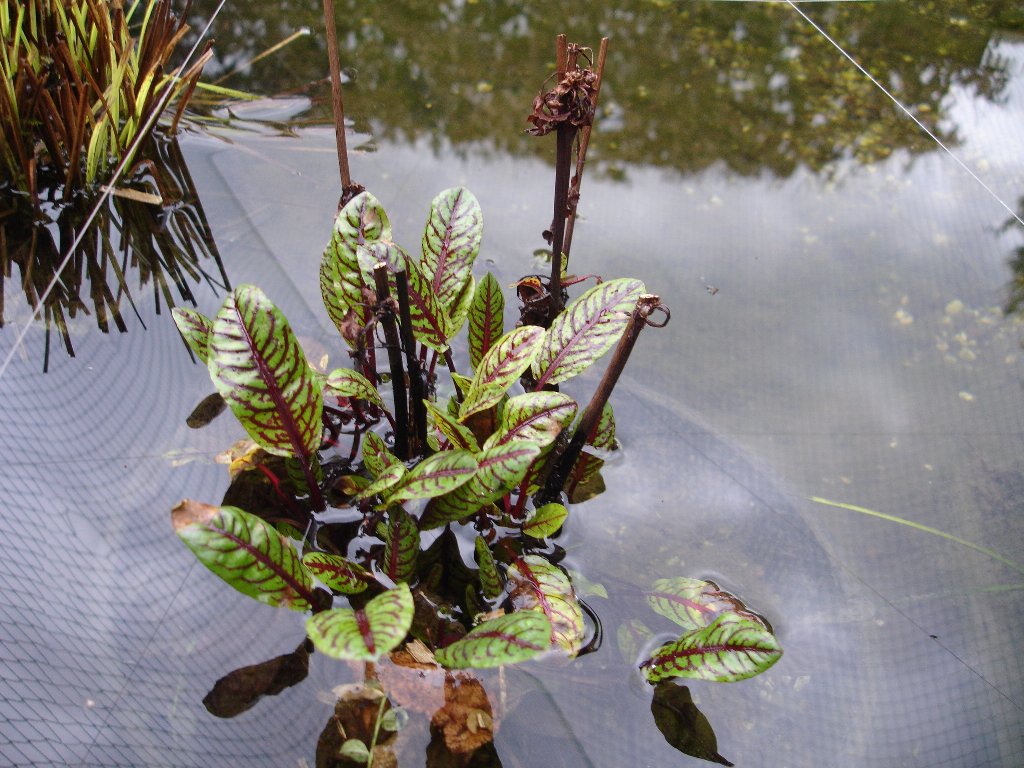 tuin 348_1024x768.jpg