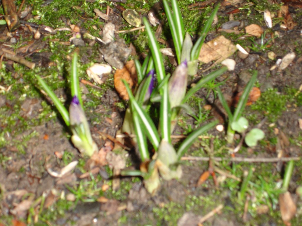 tuin 350_1024x768.jpg