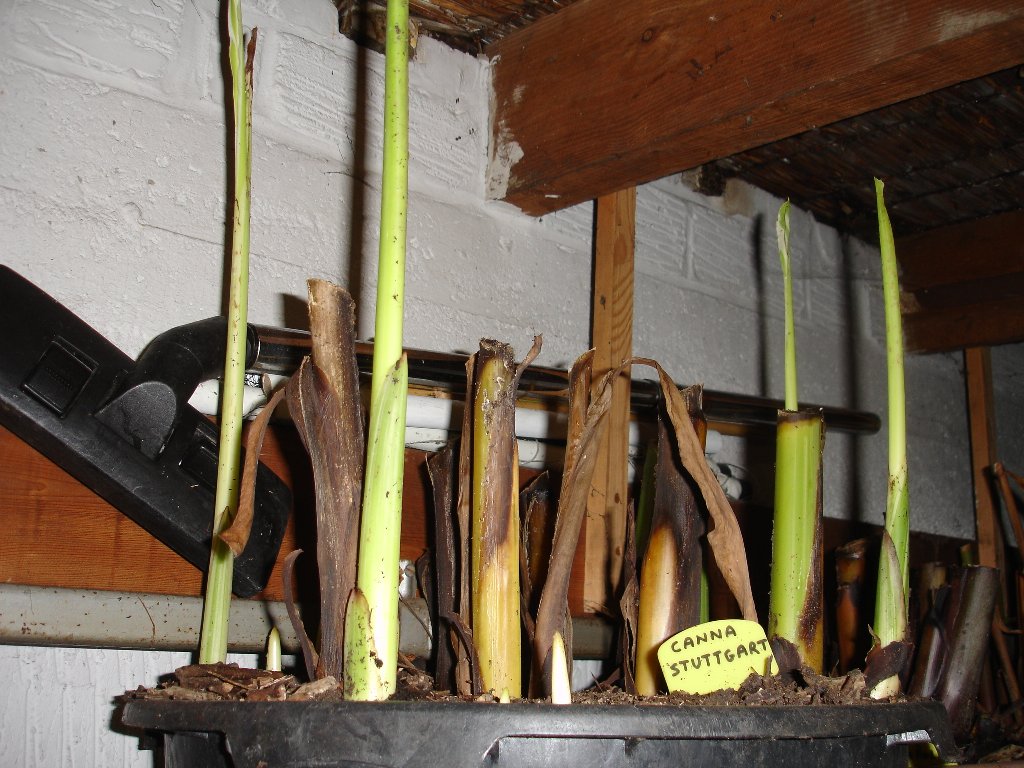 tuin 341_1024x768.jpg