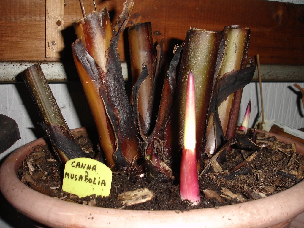 tuin 342_1024x768.jpg