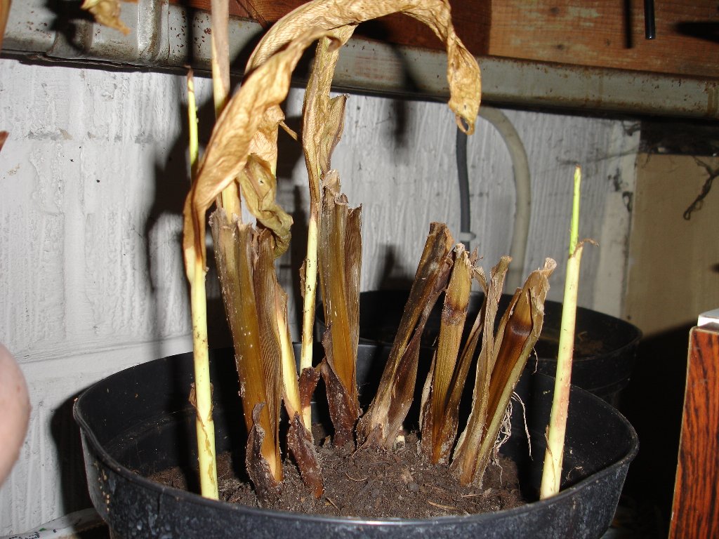 tuin 343_1024x768.jpg