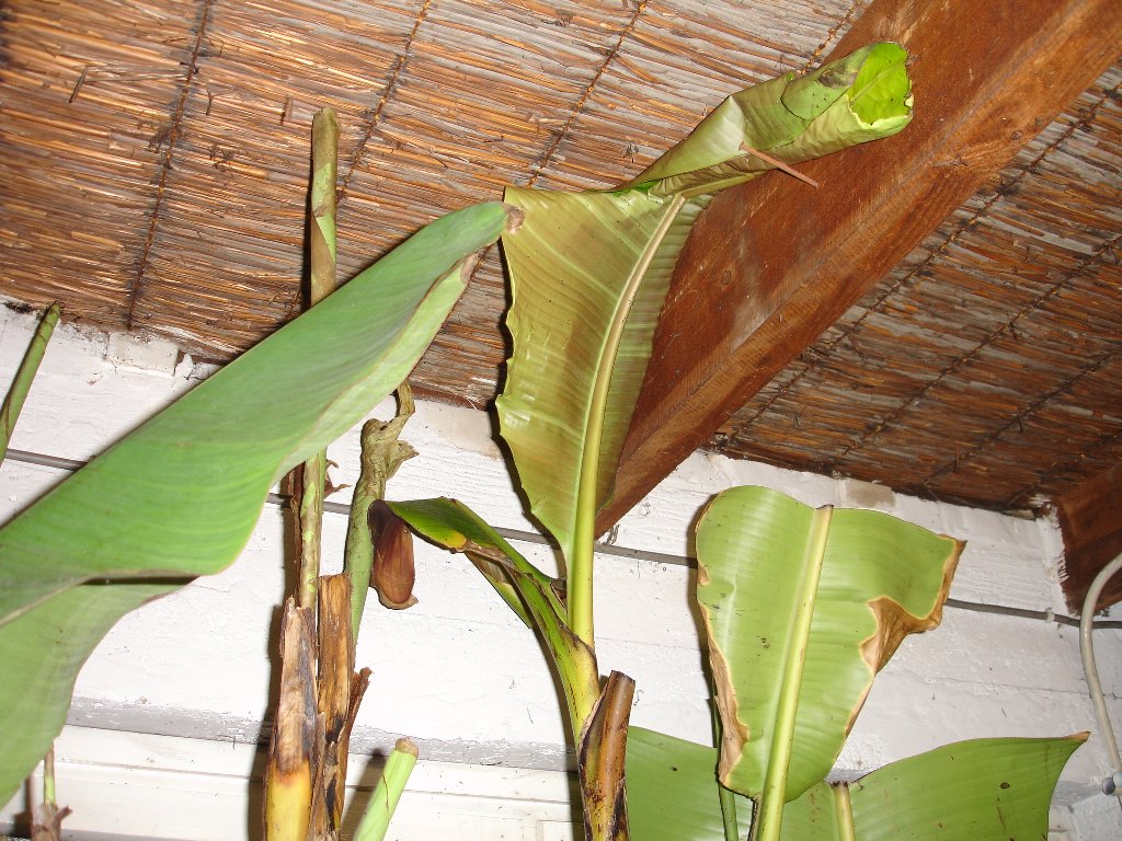 tuin 345_1024x768.jpg