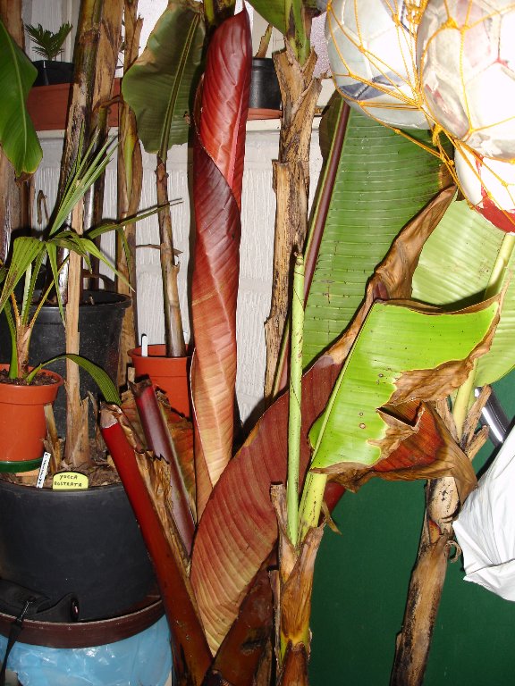 tuin 346_576x768.jpg