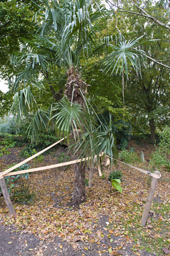 12 palm gestut.jpg