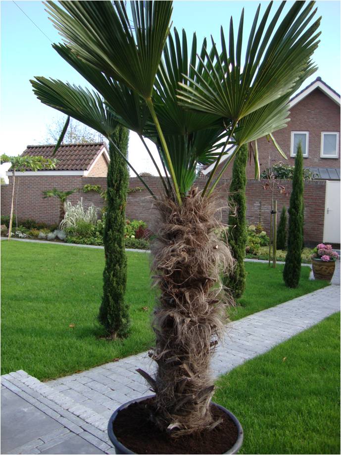palm fc plant.jpg