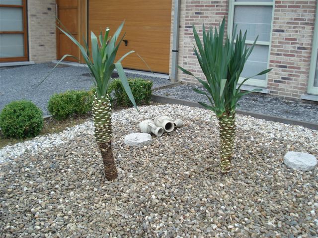 Yucca gloriosa 200907.JPG