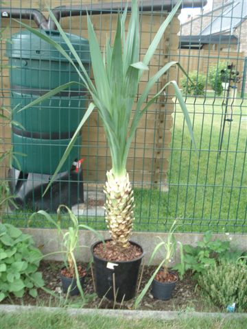 Yucca glor pot 200907.JPG