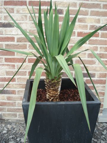 Yucca glor vr 200907.JPG