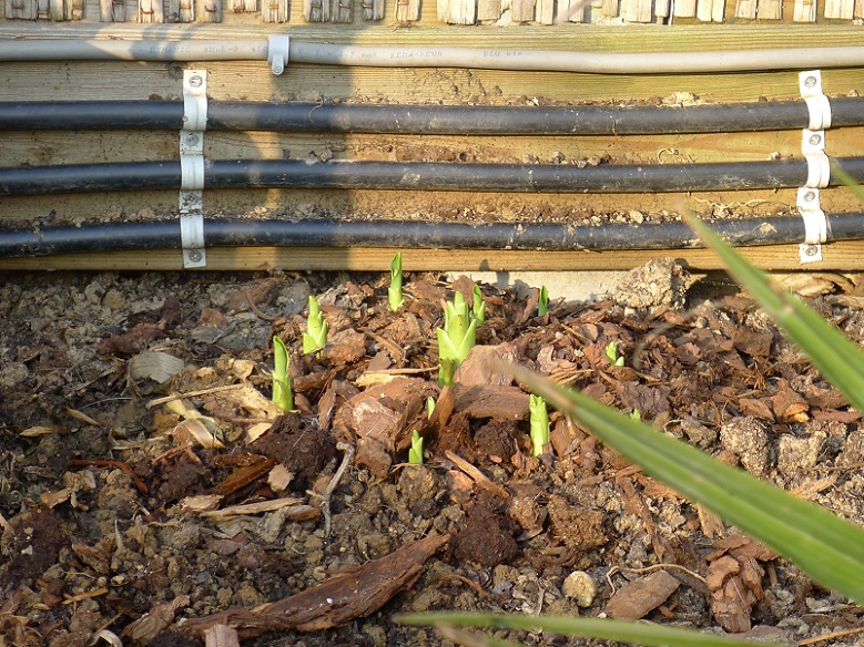 Eucomis pole-evansii.jpg