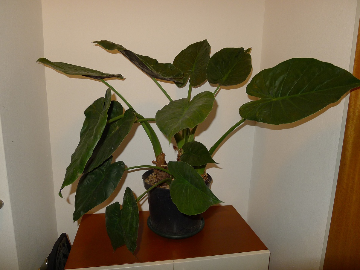 alocasia wentii 4.jpg