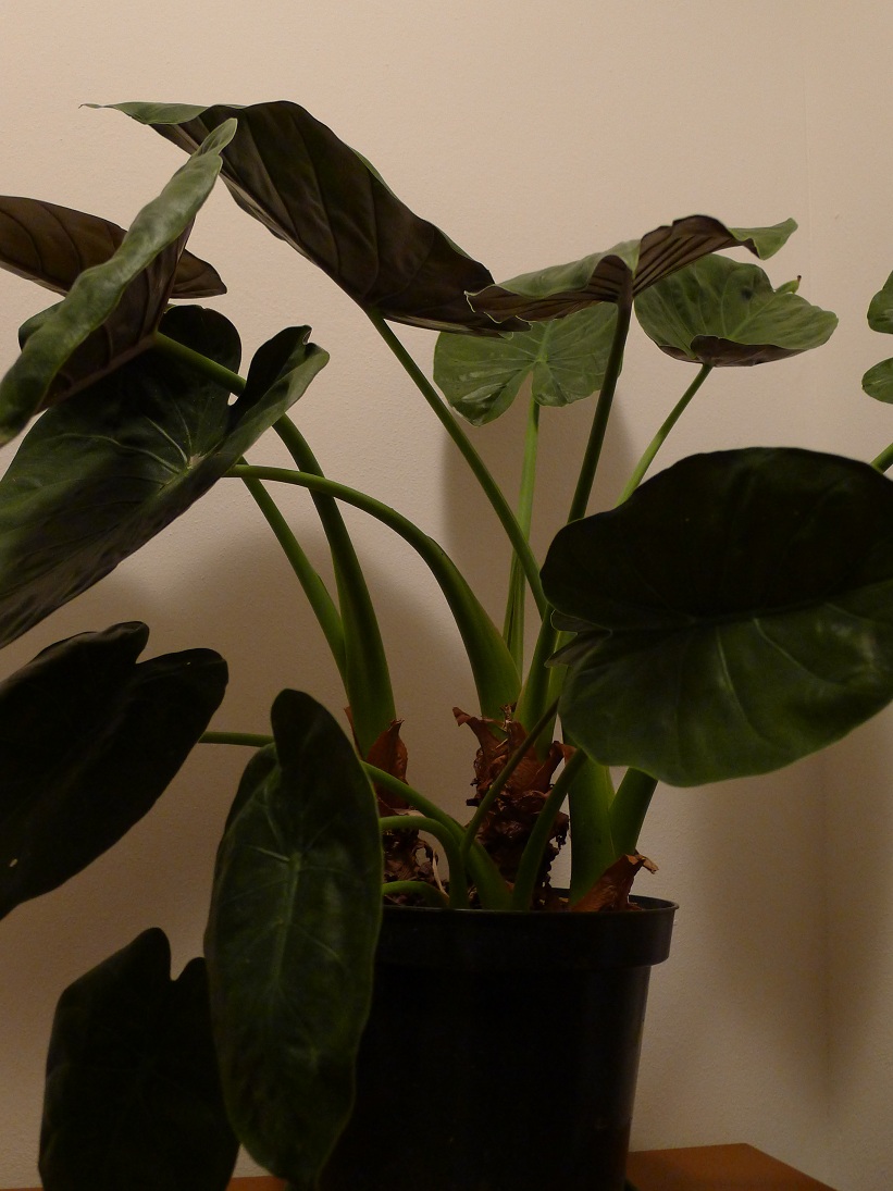 alocasia wentii.jpg