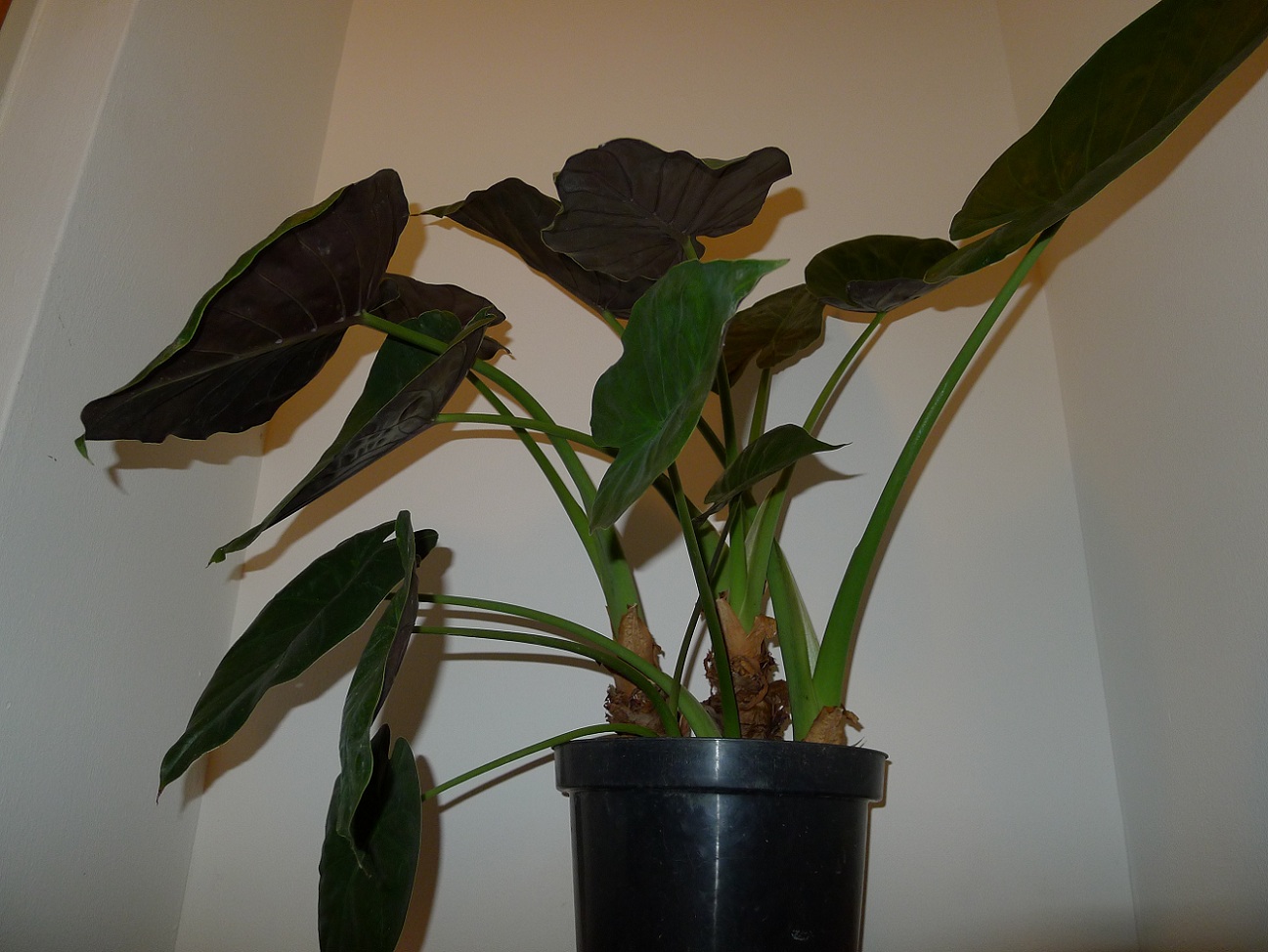 alocasia wentii 2.jpg
