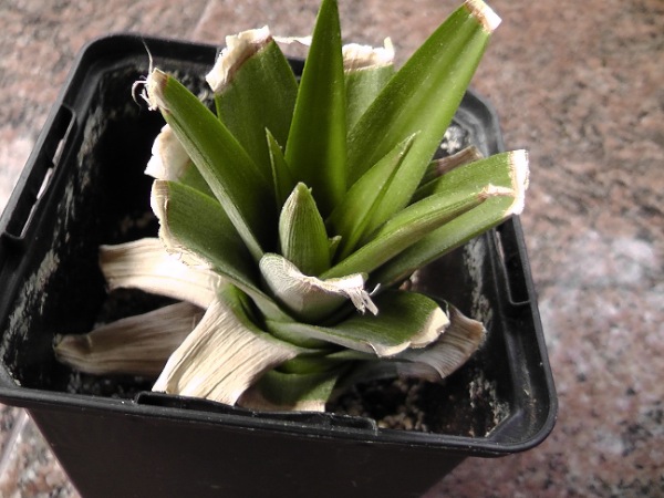 ananas 600.jpg