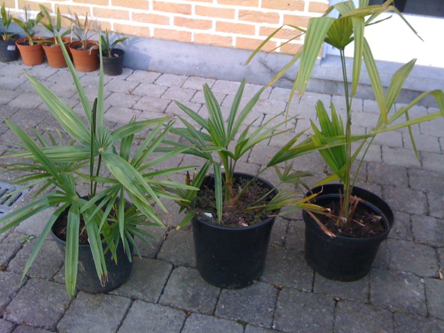 foto 2.JPG