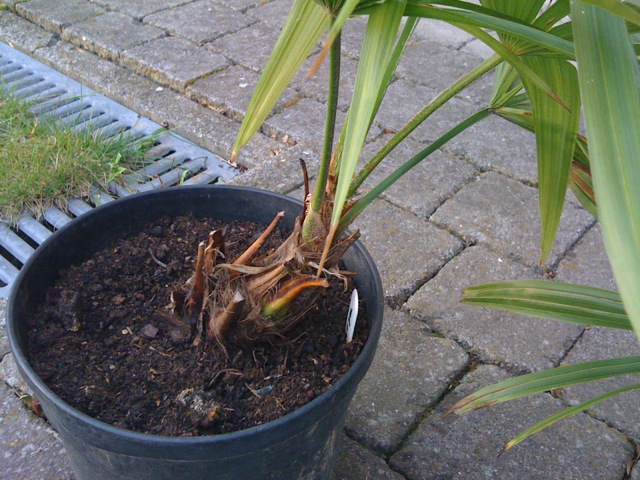 foto 3.JPG