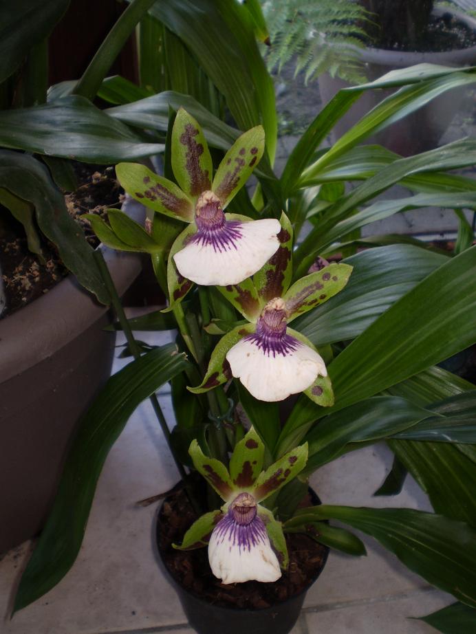 zygopetalum grootbloem.JPG