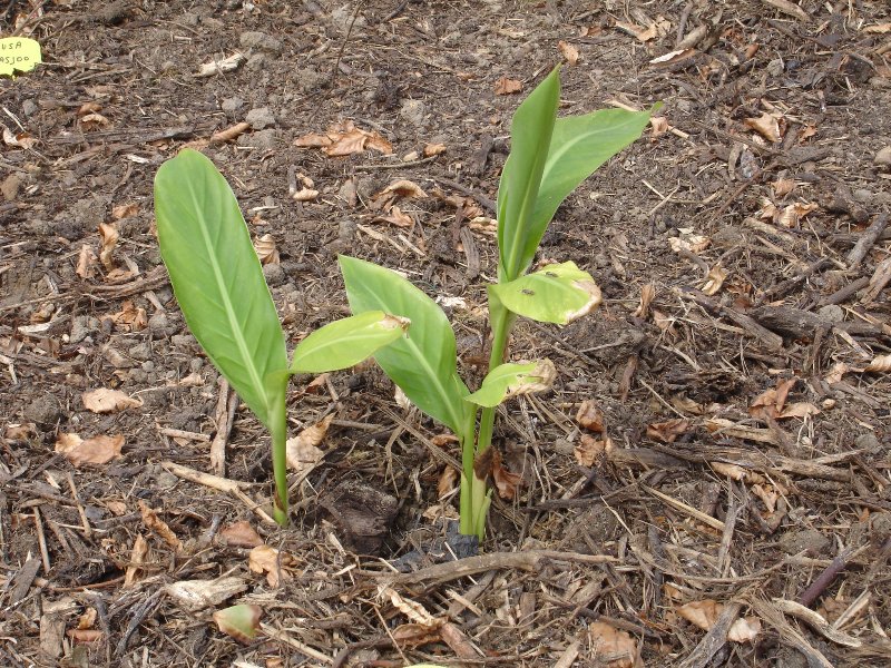 tuin 380_800x600.jpg