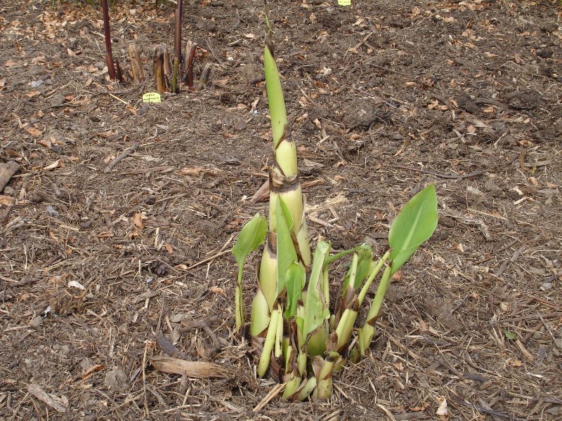 tuin 381_800x600.jpg